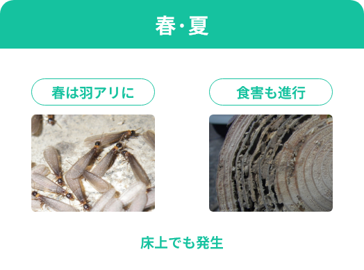 春・夏　床上でも発生