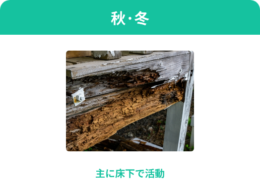 秋·冬　主に床下で活動