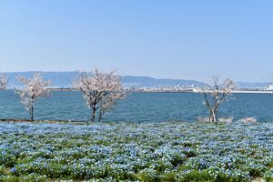 大阪 舞洲ネモフィラ祭り 100万株のお花畑 割引クーポンも よみふぁみドットコム ー 読売ファミリーからのお得情報満載