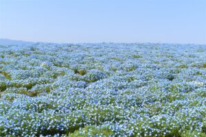 大阪 舞洲ネモフィラ祭り 100万株のお花畑 割引クーポンも よみふぁみドットコム ー 読売ファミリーからのお得情報満載