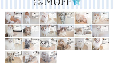 癒やしを求めて　人気です！猫カフェ「MOFF」枚方モール店