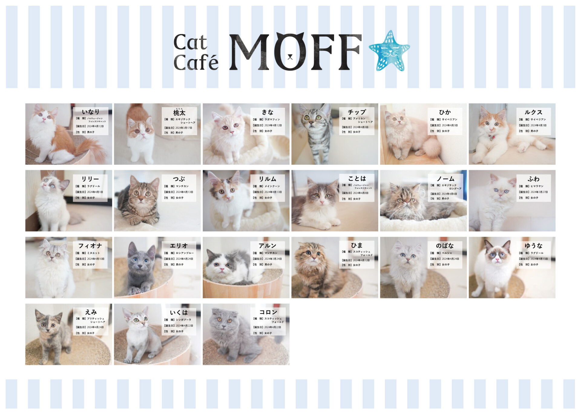 癒やしを求めて 人気です！猫カフェ「MOFF」枚方モール店 - よみふぁみ
