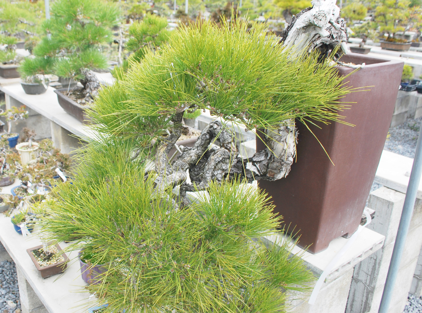 香川 ✽ 海外でも人気 輸出増 ✽ 高松の「BONSAI（盆栽）」（香川県