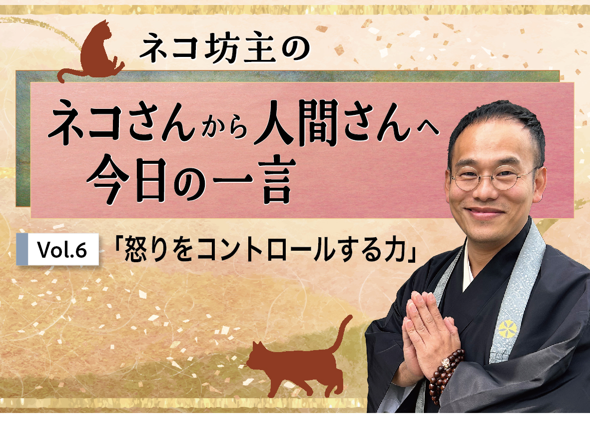 ネコ坊主　ネコさんから人間さんへの今日の一言　ネコ坊主_怒りをコントロールする力
