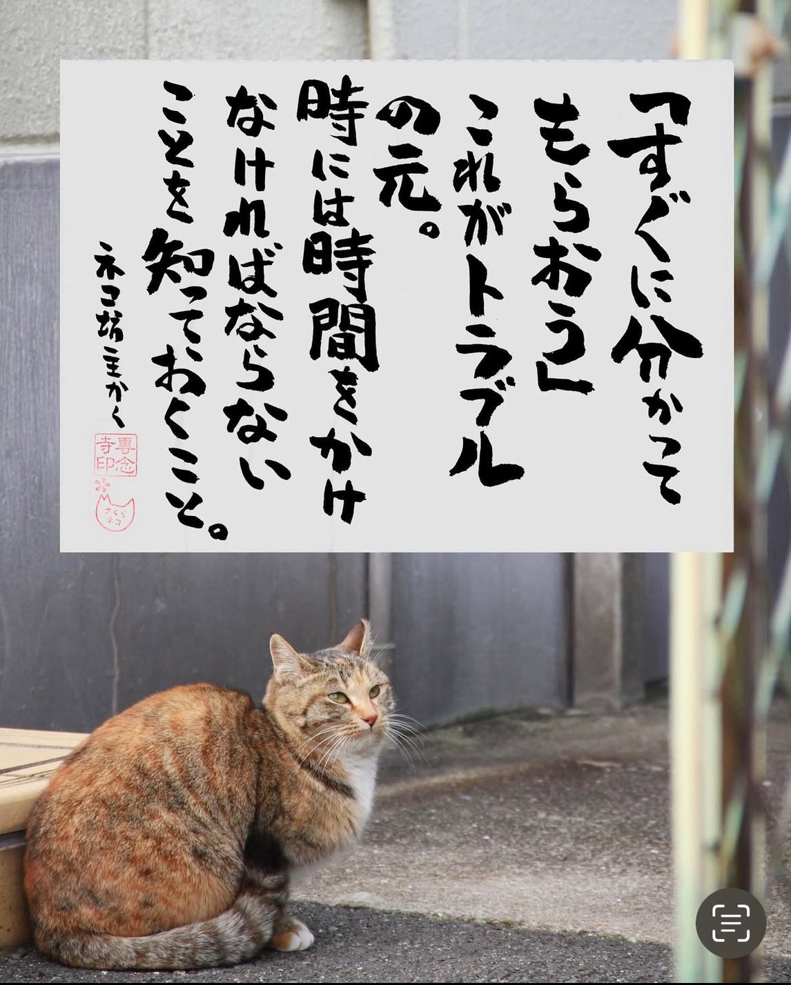 道端で何かを見つめて座るネコ_「すぐに分かってもらおう」これがトラブルの元。時には時間をかけなければならないことを知っておくこと。ネコ坊主かく