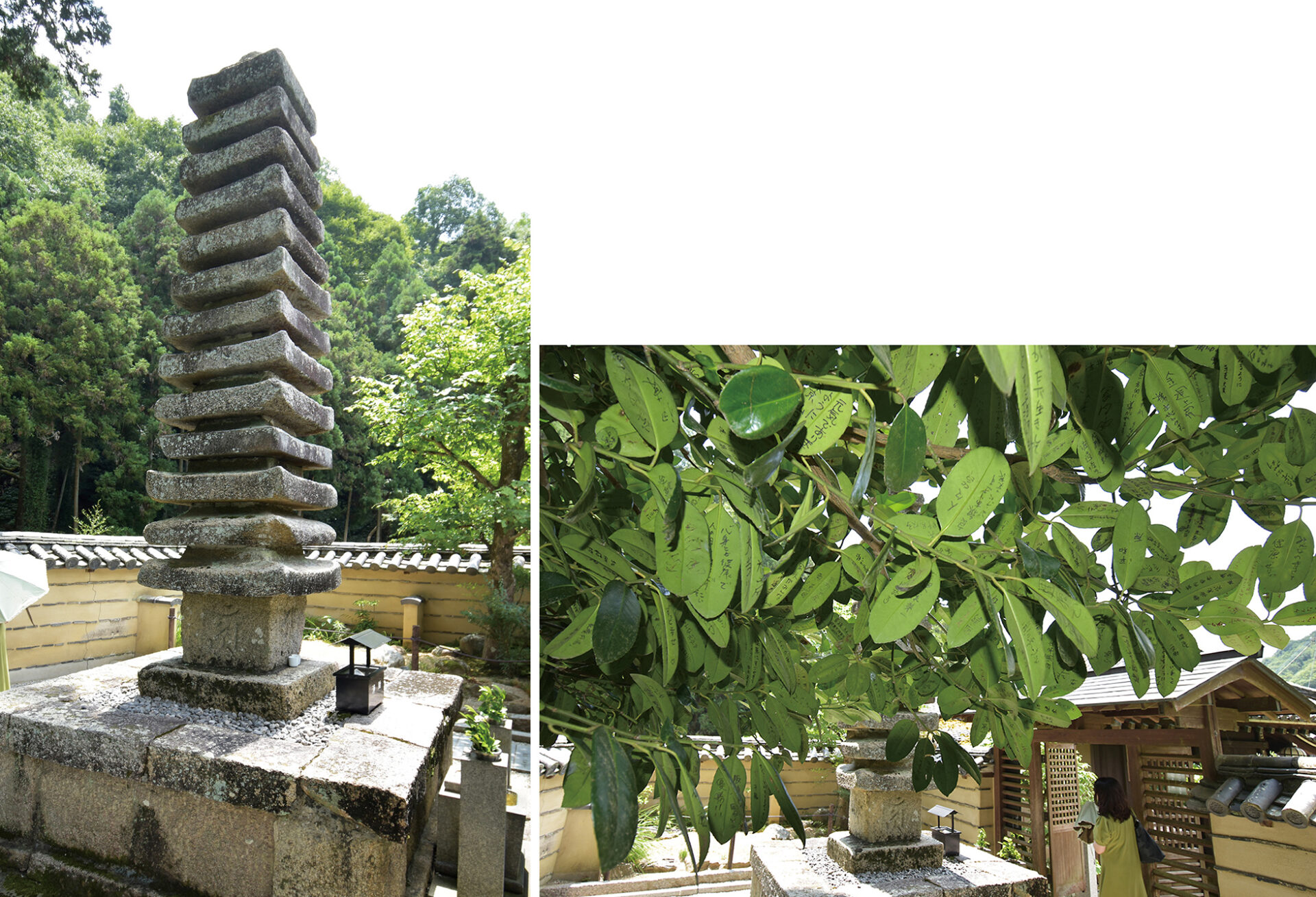 西国三十三所　番外　法起院　十三重石塔とその傍らにある「はがきの木」