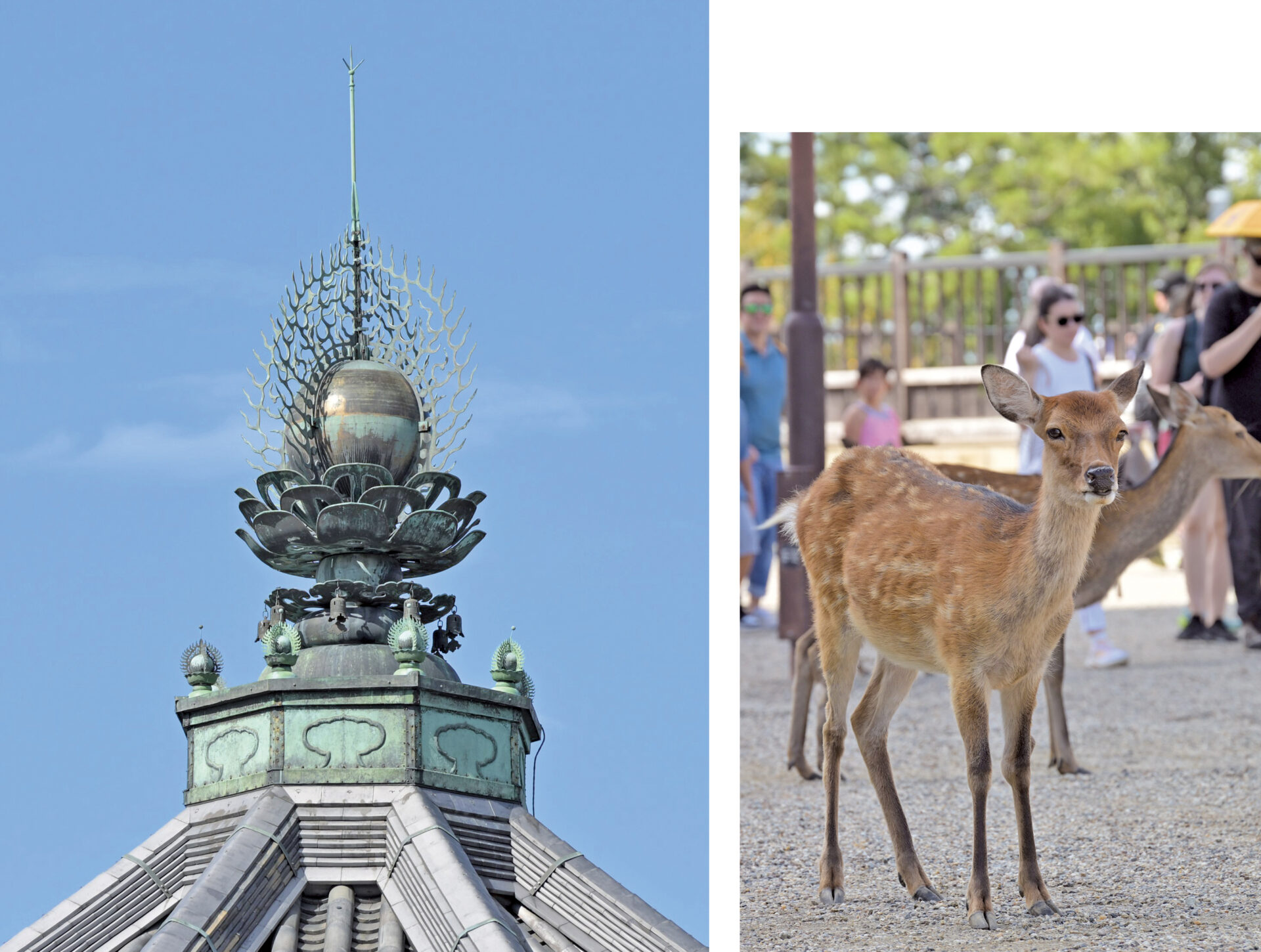 空に向かって伸びる南円堂の屋根の上の宝珠(写真右)と鹿(写真左)