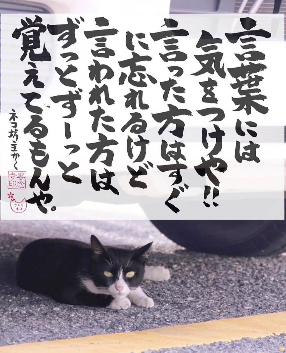 車の下でこちらを見つめながら寝そべるネコ_「言葉には気をつけや!!言った方はすぐに忘れるけど言われた方はずっとずーっと覚えてるもんや。ネコ坊主かく