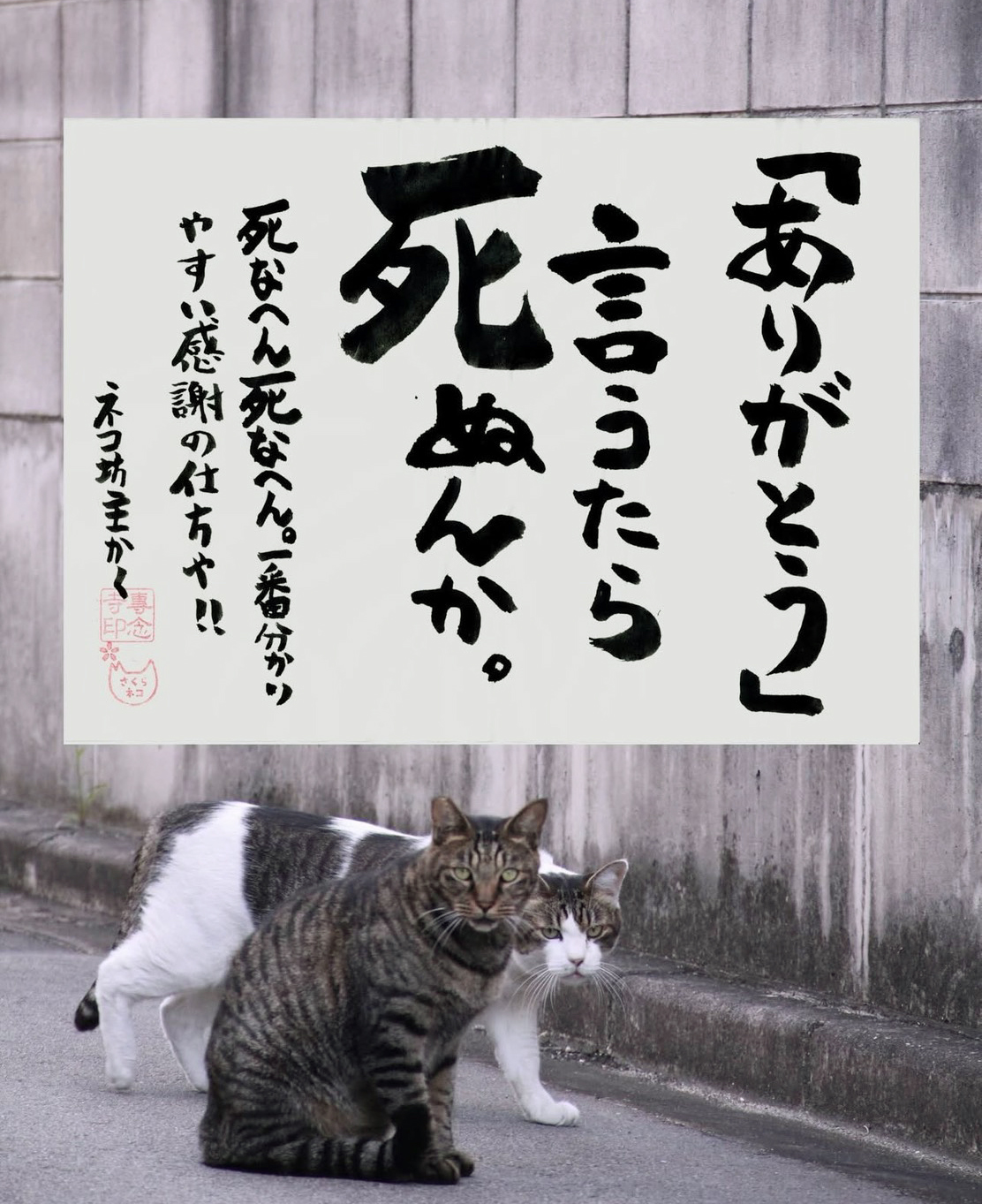 ブロック塀の前でこちらを睨む2匹のネコ_「ありがとう」言うたら死ぬんか。死なへん死なへん。一番分かりやすい感謝の仕方や！！　ネコ坊主かく