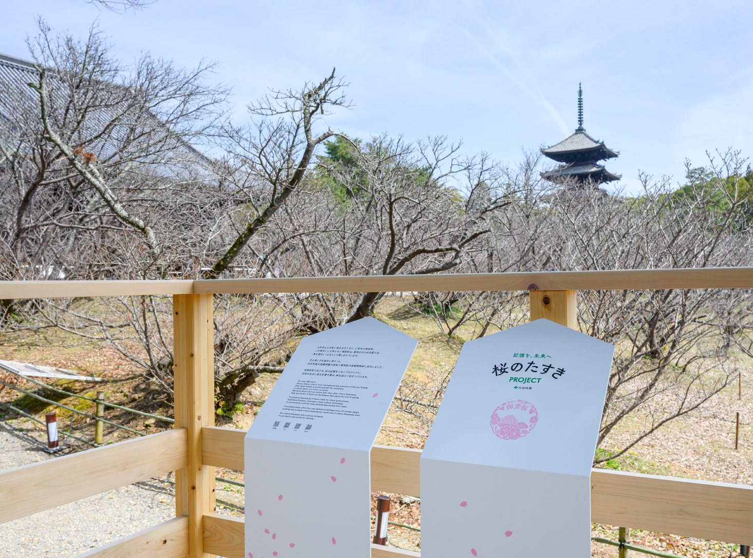 京都市右京区】「名勝御室桜」に観賞用デッキ新設！ 仁和寺御室花