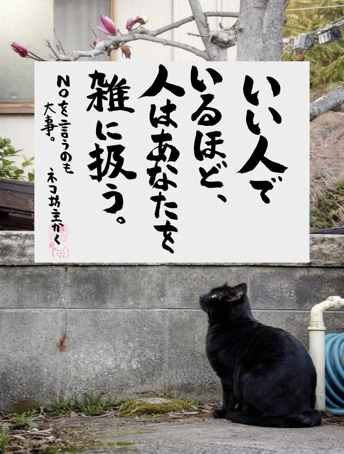 ネコ坊主の今日の一言イメージ