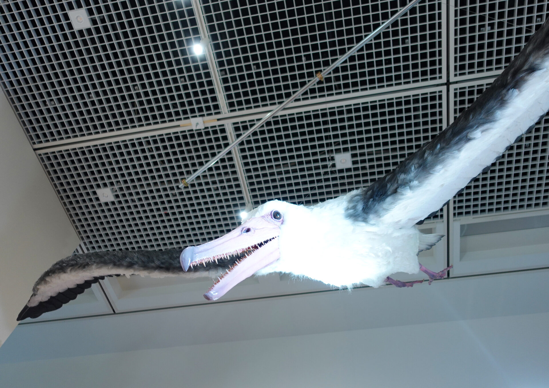 鳥展3