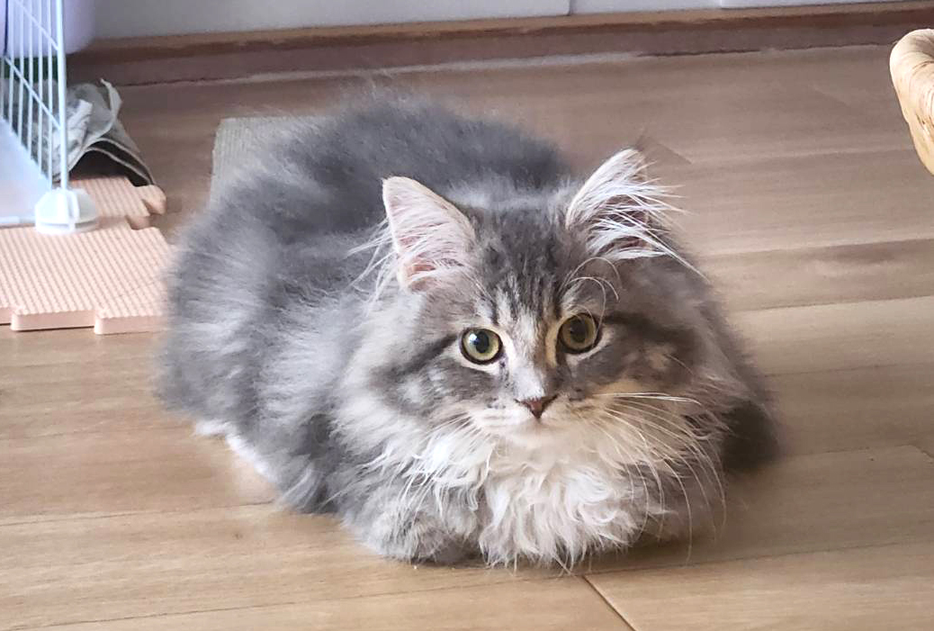 サイベリアンの猫