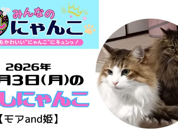 推しにゃんこ（モアand姫）