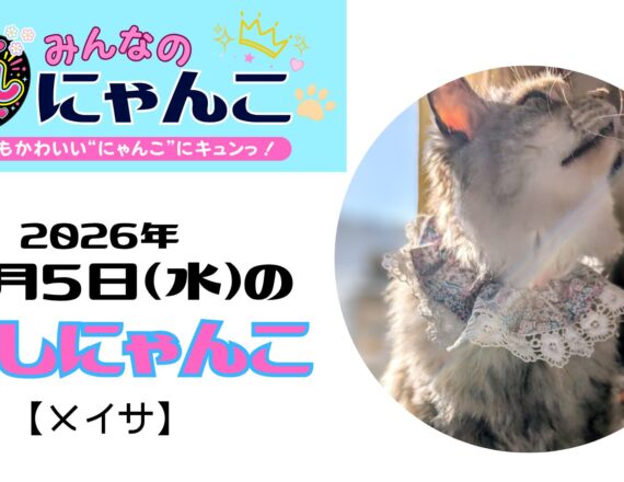 推しにゃんこ（メイサ）