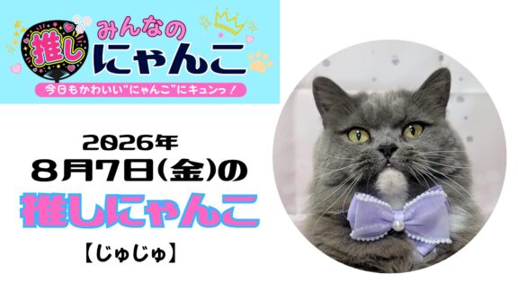 愛猫「じゅじゅ」のかわいい日常｜みんなの推しにゃんこ【2026年8月7日（金）】