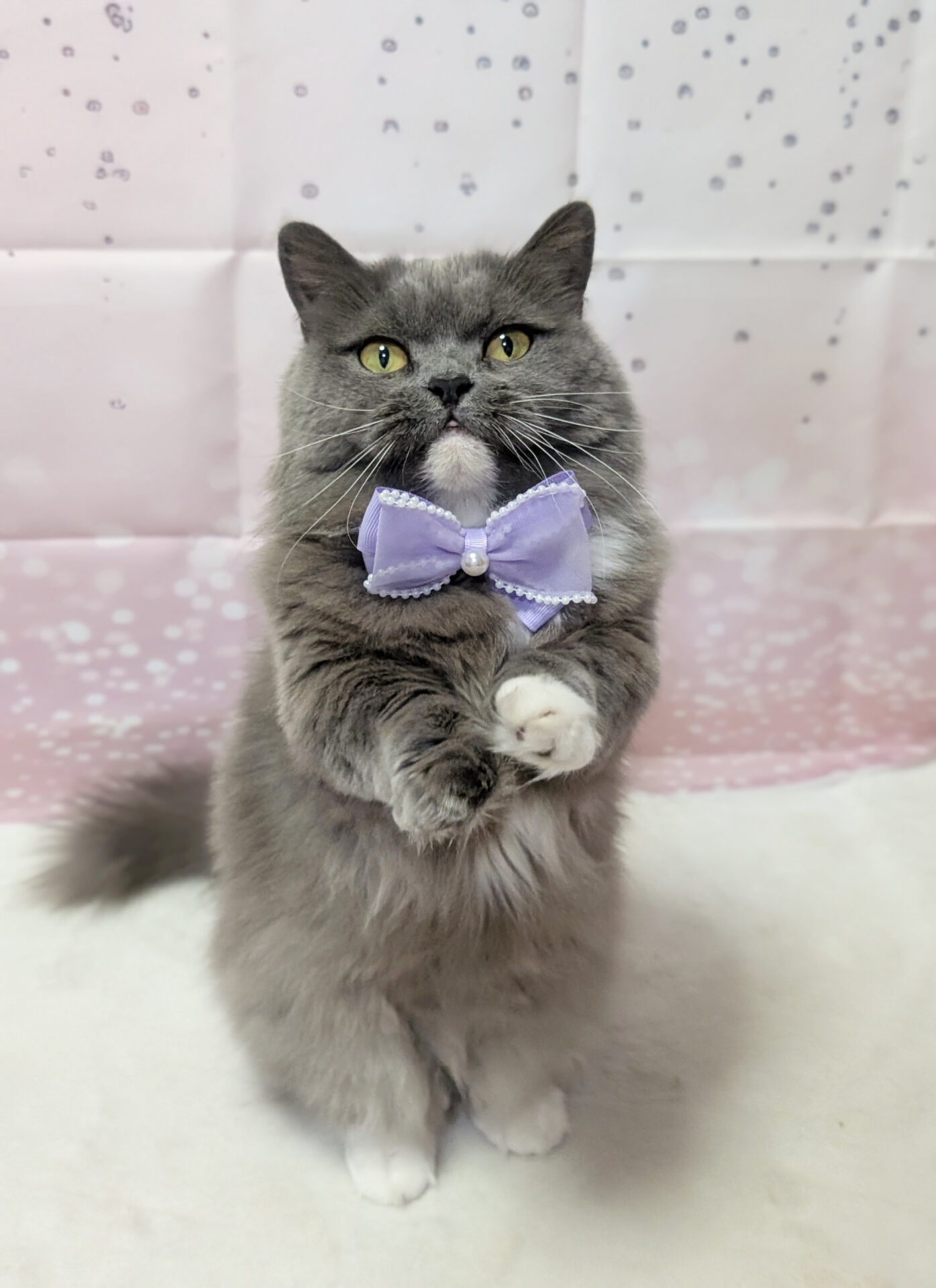 猫（じゅじゅ）の画像