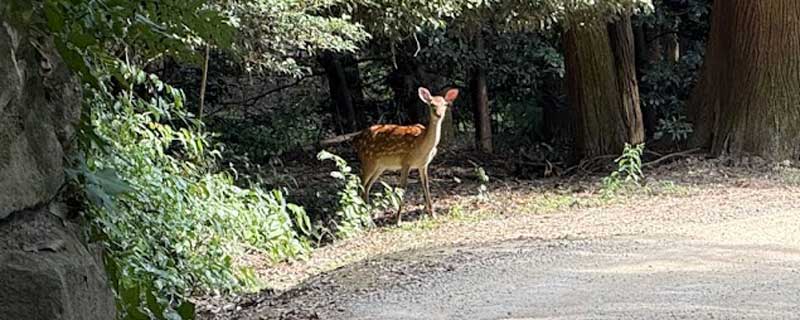 井上かなえさんごほうび旅 夢乃井 鹿