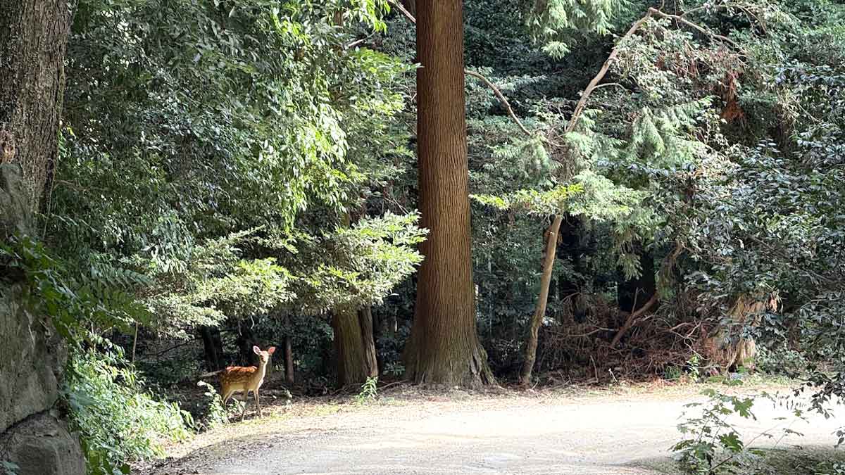 井上かなえさんごほうび旅 夢乃井 鹿