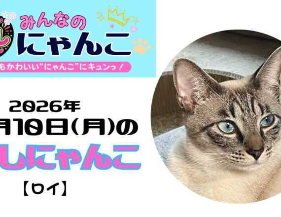 推しにゃんこ（ロイ）