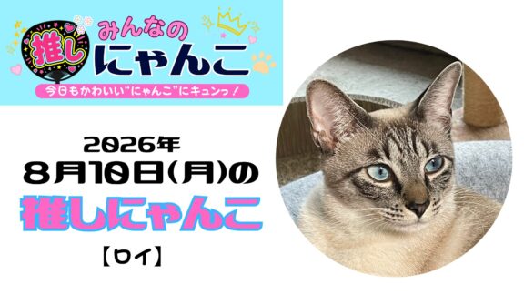 愛猫「ロイ」のかわいい日常｜みんなの推しにゃんこ【2026年8月10日（月）】