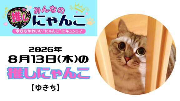 愛猫「ゆきち」のかわいい日常｜みんなの推しにゃんこ【2026年8月13日（木）】