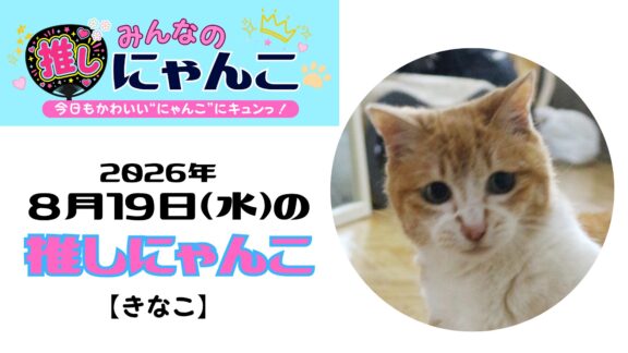 愛猫「きなこ」のかわいい日常｜みんなの推しにゃんこ【2026年8月19日（水）】