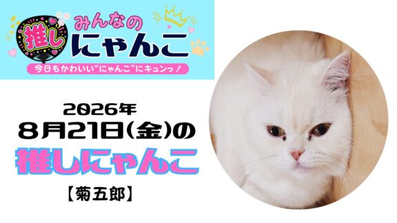 愛猫「菊五郎」のかわいい日常｜みんなの推しにゃんこ【2026年8月21日（金）】