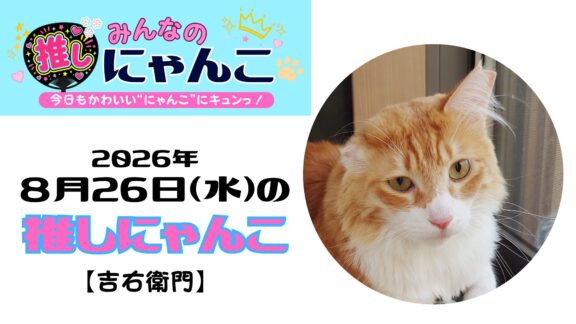 愛猫「吉右衛門」のかわいい日常｜みんなの推しにゃんこ【2026年8月26日（水）】