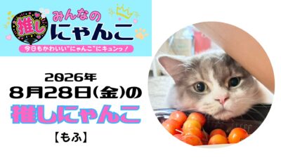 愛猫「もふ」のかわいい日常｜みんなの推しにゃんこ｜猫写真【2026年8月28日（金）】