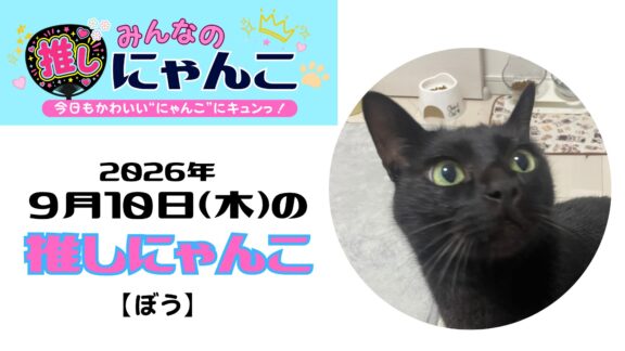 愛猫「ぼう」のかわいい日常｜みんなの推しにゃんこ｜猫写真【2026年9月10日（木）】