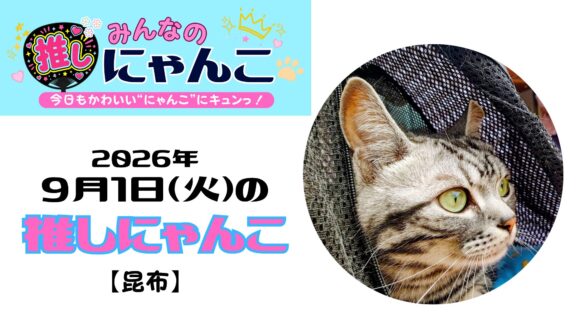 愛猫「昆布」のかわいい日常｜みんなの推しにゃんこ【2026年9月1日（火）】