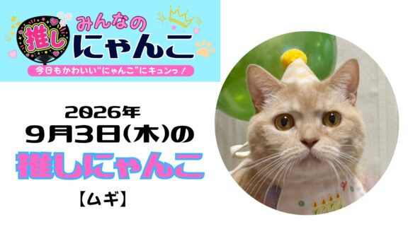 愛猫「ムギ」のかわいい日常｜みんなの推しにゃんこ【2026年9月3日（木）】