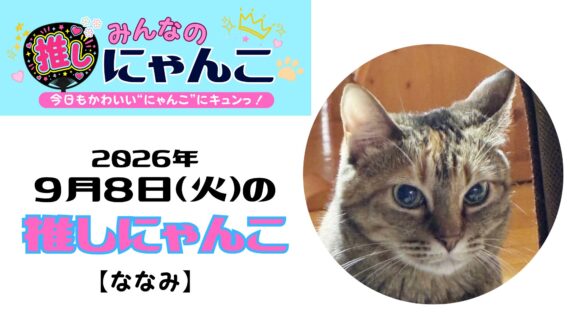 愛猫「ななみ」のかわいい日常｜みんなの推しにゃんこ【2026年9月8日（火）】