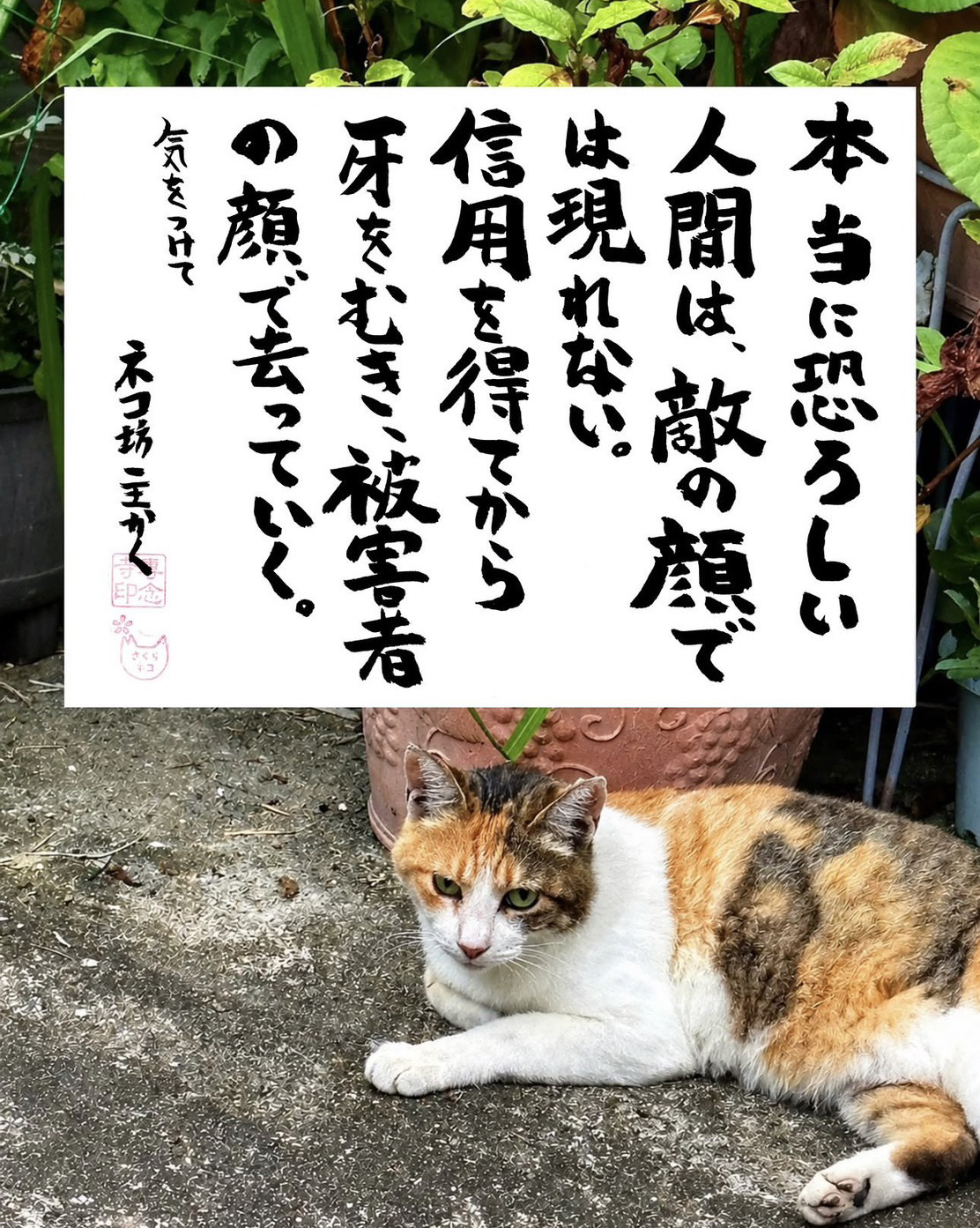 ネコ坊主の「ネコさんから人間さんへ今日の一言」Vol.36 本当に恐ろしい人間は、敵の顔では現れない。信用を得てから牙をむき、被害者の顔で去っていく。気をつけて ネコ坊主かく