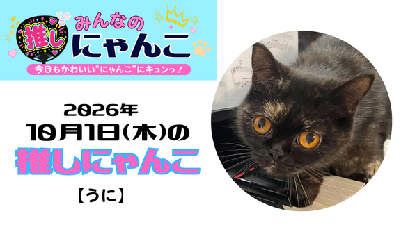 愛猫「うに」のかわいい日常｜みんなの推しにゃんこ｜猫写真【2026年10月1日（木）】