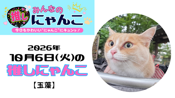 愛猫「玉藻」のかわいい日常｜みんなの推しにゃんこ｜猫写真【2026年10月6日（火）】