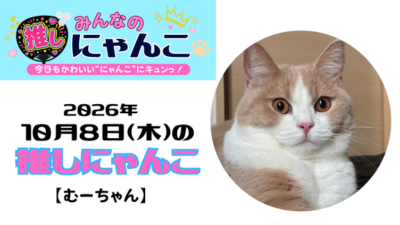 愛猫「むーちゃん」のかわいい日常｜みんなの推しにゃんこ｜猫写真【2026年10月8日（木）】