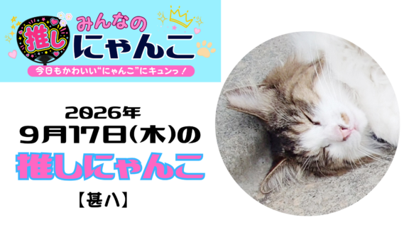 愛猫「甚八」のかわいい日常｜みんなの推しにゃんこ｜猫写真【2026年9月17日（木）】