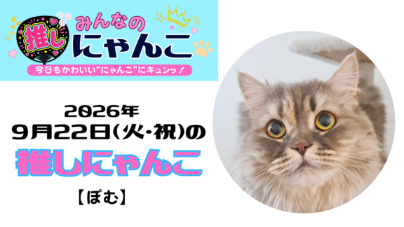 愛猫「ぽむ」のかわいい日常｜みんなの推しにゃんこ｜猫写真【2026年9月22日（火・祝）】