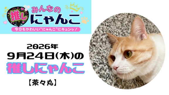 愛猫「茶々丸」のかわいい日常｜みんなの推しにゃんこ｜猫写真【2026年9月24日（木）】