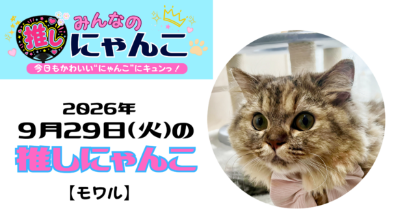 愛猫「モワル」のかわいい日常｜みんなの推しにゃんこ｜猫写真【2026年9月29日（火）】