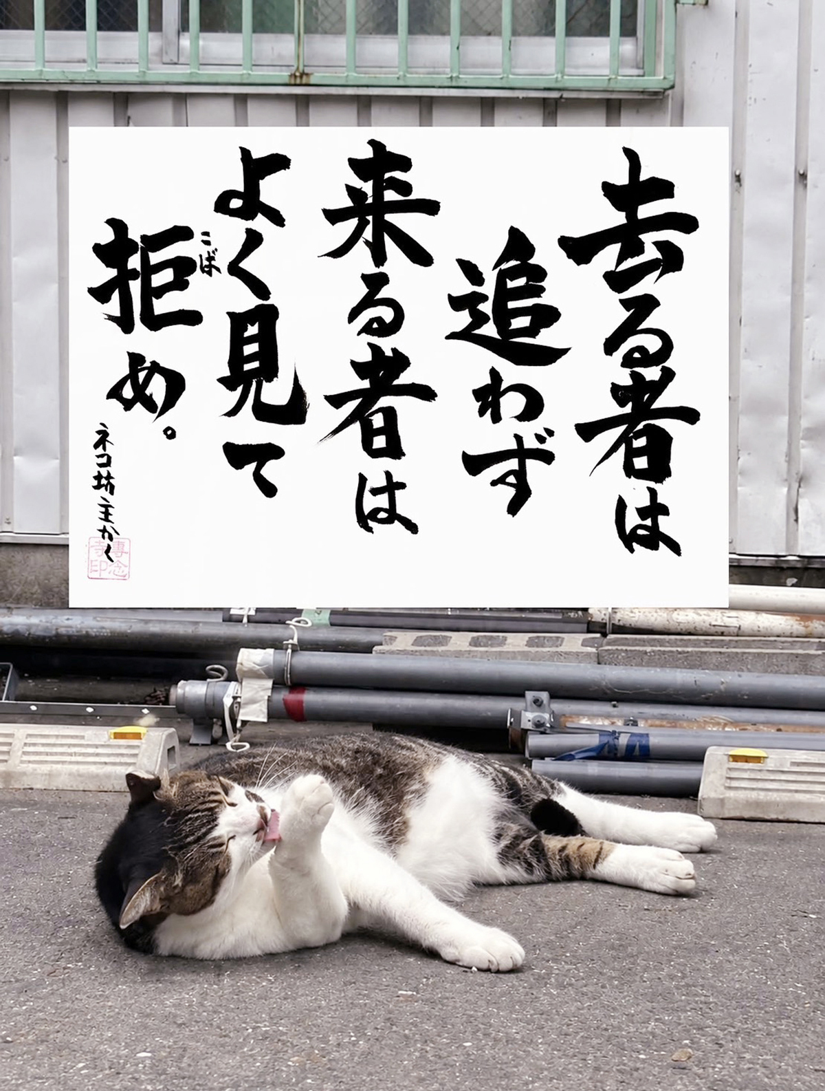 ネコ坊主の「ネコさんから人間さんへ今日の一言」Vol.39　去る者は追わず 来るものはよく見て拒め。ネコ坊主かく