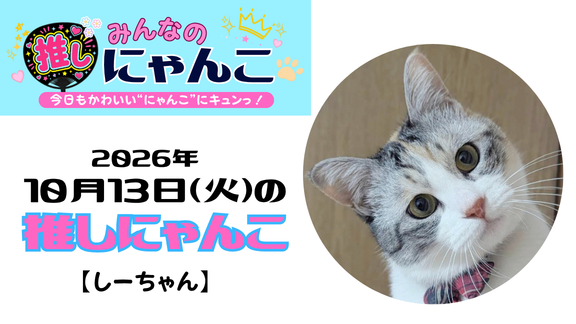 愛猫「しーちゃん」のかわいい日常｜みんなの推しにゃんこ｜猫写真【2026年10月13日（火）】