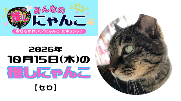 愛猫「セロ」のかわいい日常｜みんなの推しにゃんこ｜猫写真【2026年10月15日（木）】