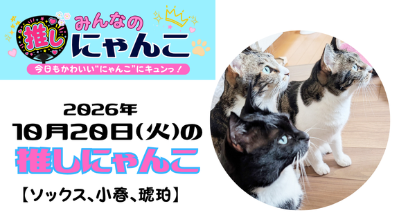愛猫「ソックス、小春、琥珀」のかわいい日常｜みんなの推しにゃんこ｜猫写真【2026年10月20日（火）】