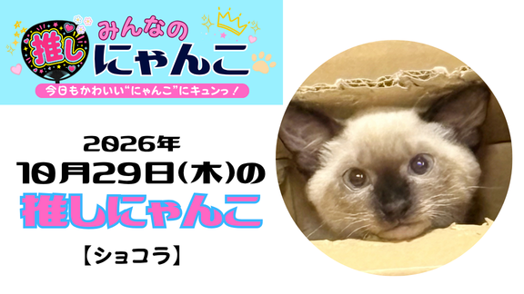 愛猫「ショコラ」のかわいい日常｜みんなの推しにゃんこ｜猫写真【2026年10月29日（木）】